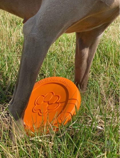 Dysk dla psa Zogoflex Zisc L 22 cm, pomarańczowy - West Paw