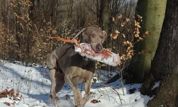 Blog dla świadomych opiekunów psów -zdrowie, zabawa i trening